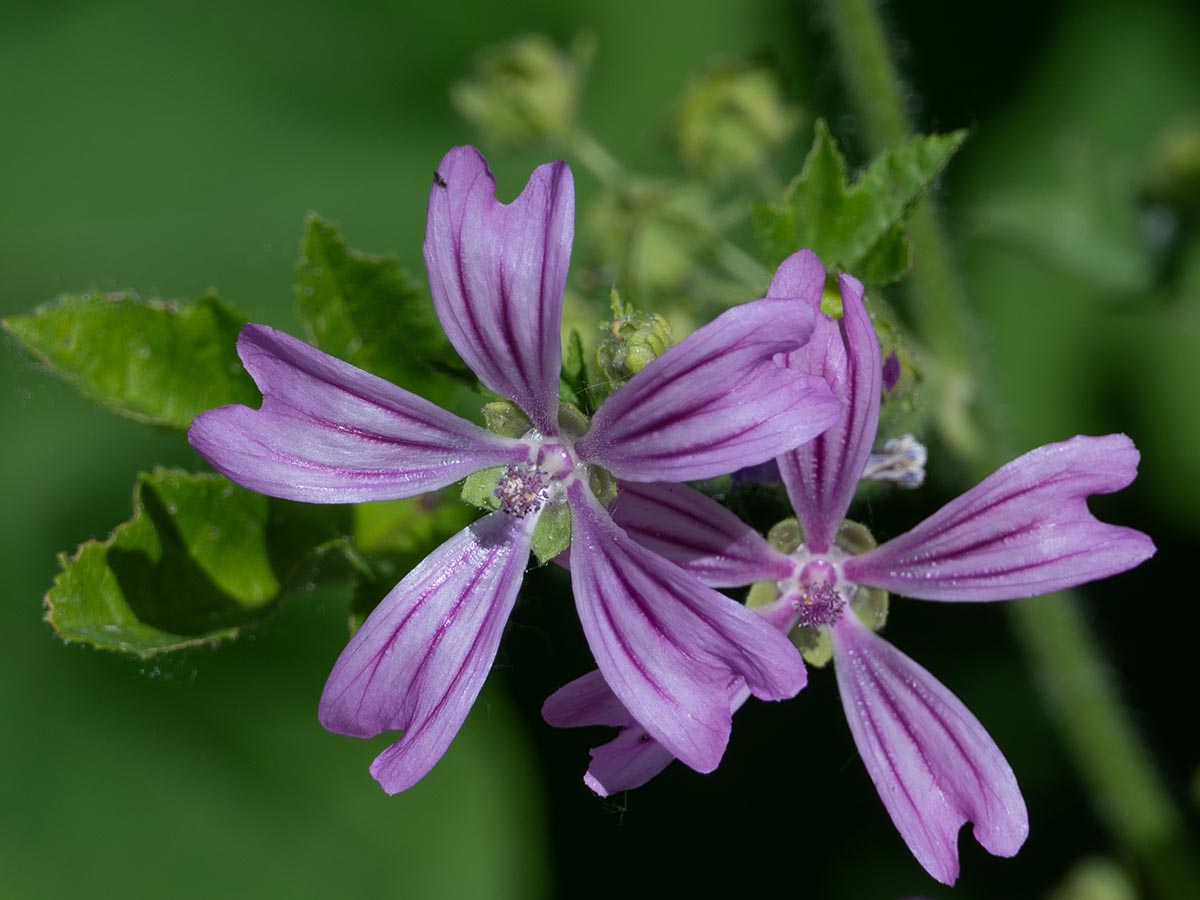 Blüten